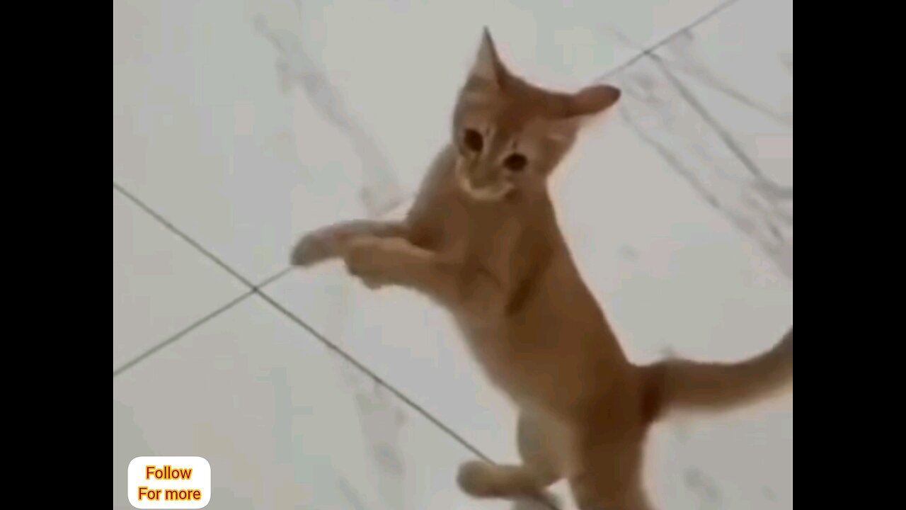 Crazy cat 😂🤣 amazing video