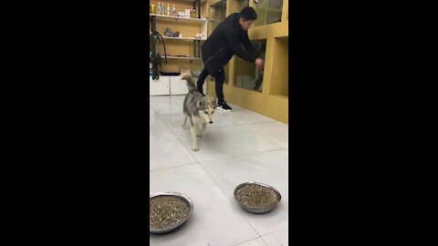 Watch what a dog did because of hunger