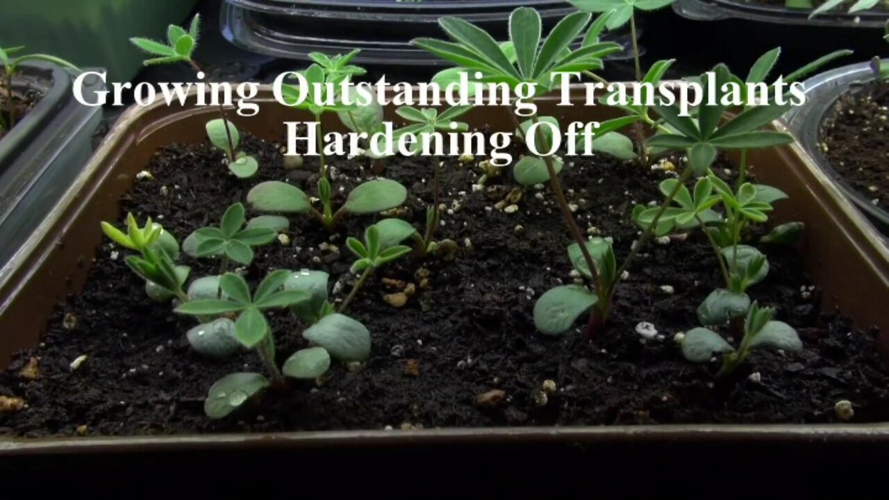 Growing Outstanding Transplants Part 7 (Hardening Off)