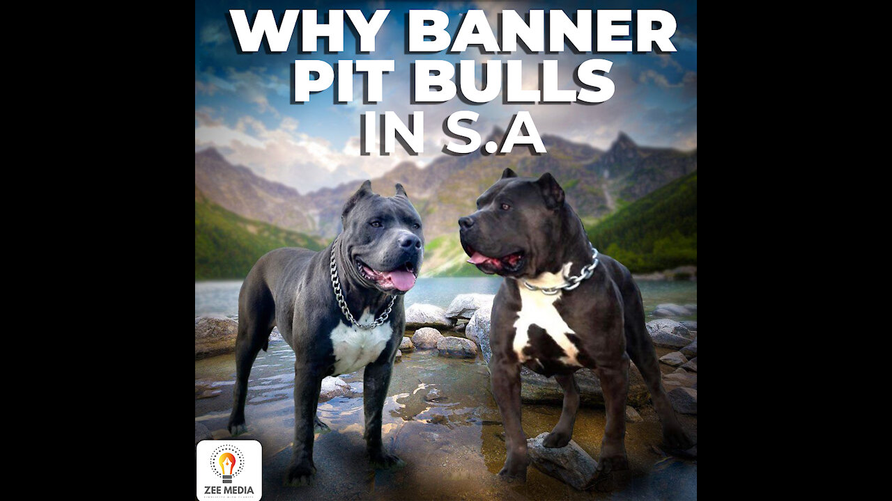 BANNER PIT BULL BOGS Cape Town