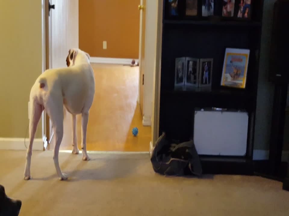 Dog has Hilarious Whine