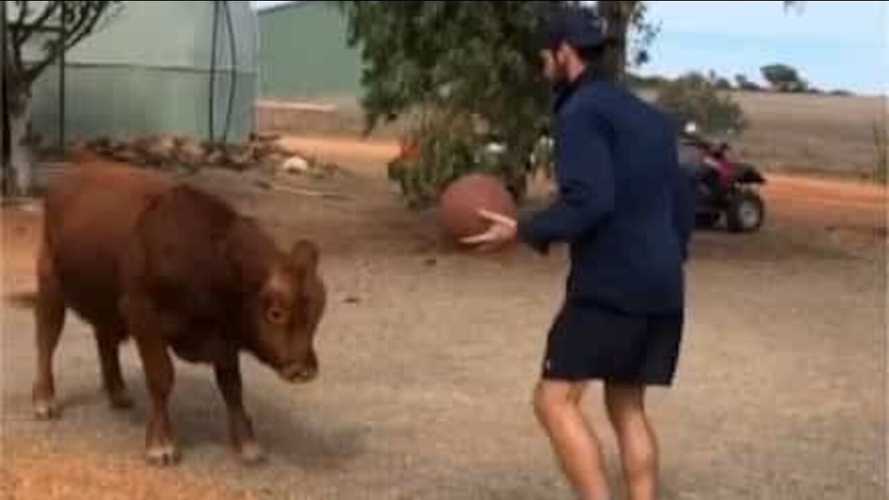 Bull plays basketball with owner