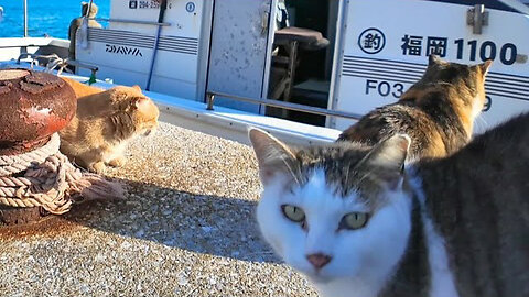 A fishing boat returns to the harbor, and all the cats come out to greet it.