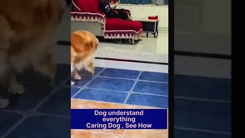 कुत्ता बहुत कुछ समझ सकता है, Dog can feel everything, but how,Caring #shorts #dog