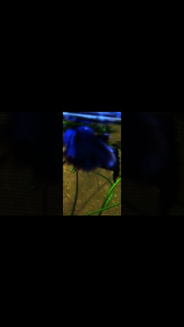 MAKING LOVE IN A GOLDFISH BOWL