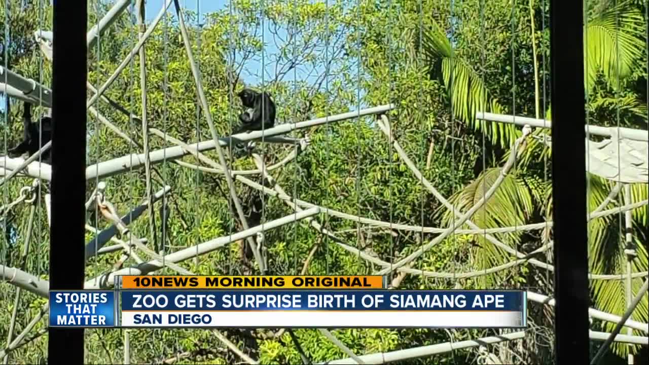 San Diego Zoo Surprised by birth of Siamang ape