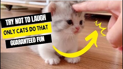 Try not to laugh