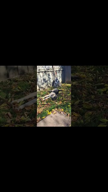 Maple Playing In The Leaves #shorts #doggo #shepsky