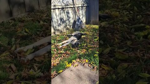 Maple Playing In The Leaves #shorts #doggo #shepsky