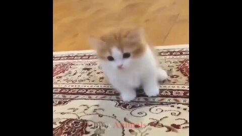 So many cute kittens videos compilation