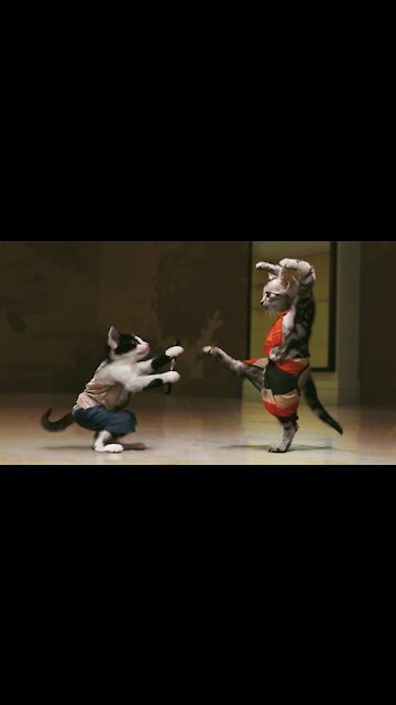 Funny cat behaviours - cat fight & chasing