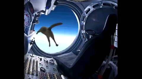 Cat flies at space