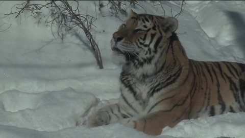 Some Cleveland Zoo animals are in the warmest spot in Cleveland right now