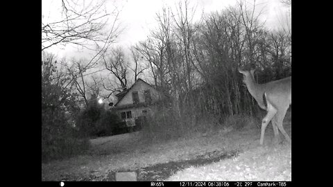 Deer Cam 12-11-2024 Cold Seeing Deers Breath