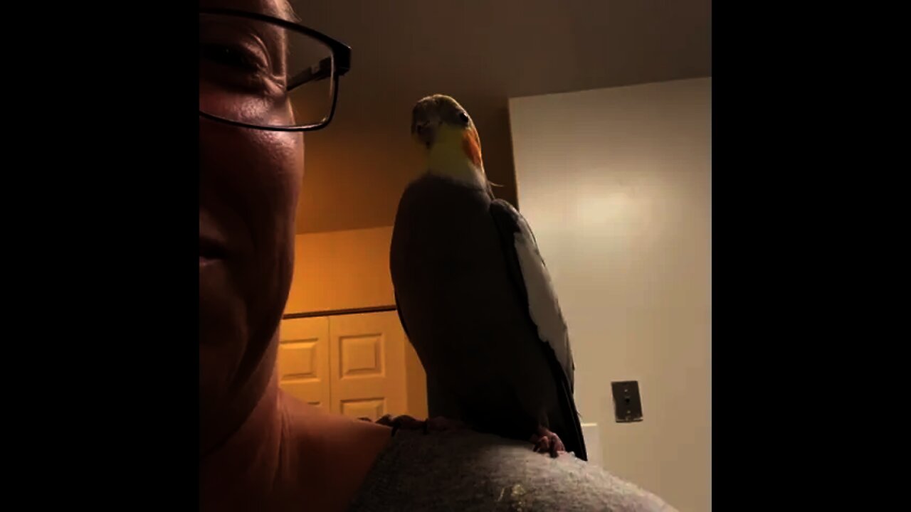 Gotta help the human shake things up | #Shorts #animal #Birds