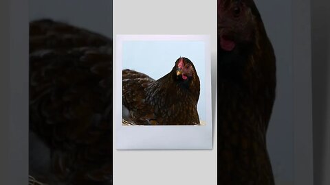 The Chicken Photo Booth