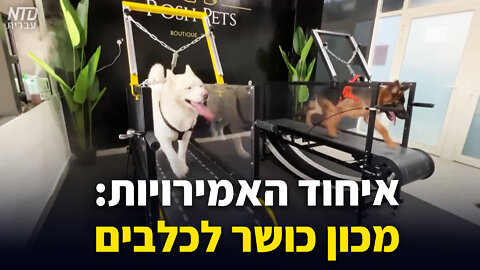 איחוד האמירויות: מכון כושר לכלבים