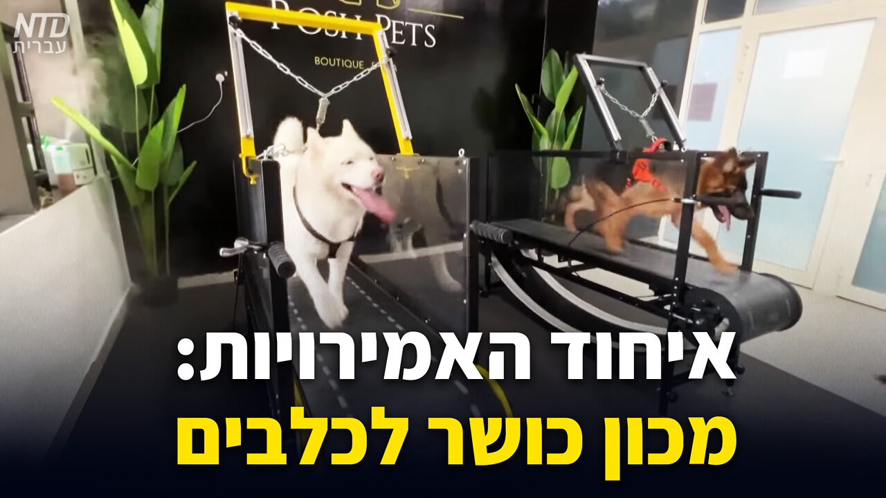 איחוד האמירויות: מכון כושר לכלבים