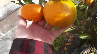 Comparing Ponkon and Miho Satsumas