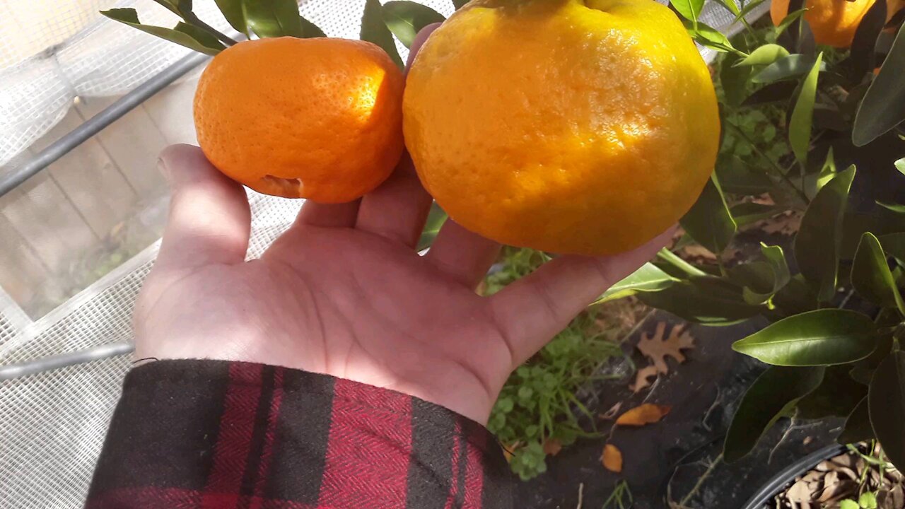 Comparing Ponkon and Miho Satsumas