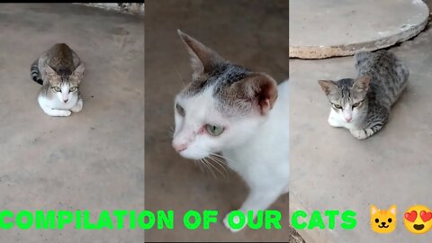 Compilation of our cute cats