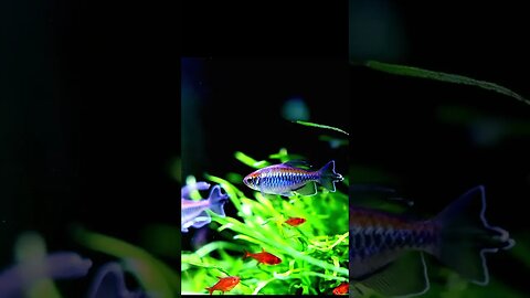 The African gem Congo tetra #planted #aquariumgardens #plantedtank #fish #natureaquarium #fishtank