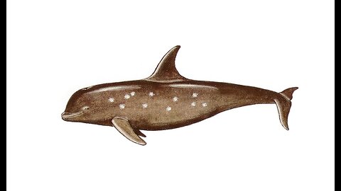 Alula Whale