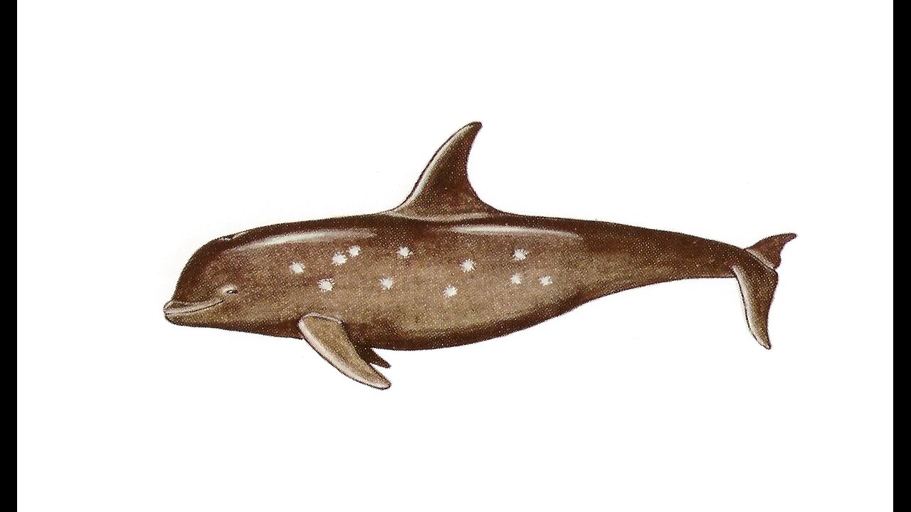 Alula Whale