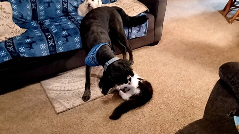 Sharing a cat toy