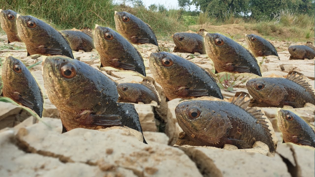 Unique Fishing Technique - Fish hunting in dry season