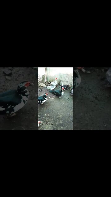 Good morning ducks 28th October 2022