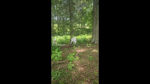 Baby bull calf fighting a tree.