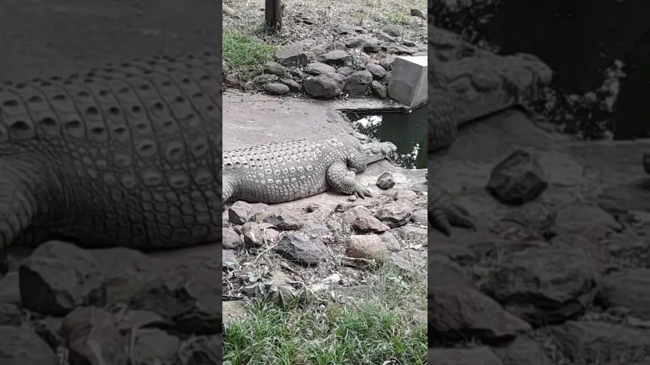 crocodile in zoo #relaxing #lions #nature #travel #wildlife #viral #animals #fyp #cat#short #birds