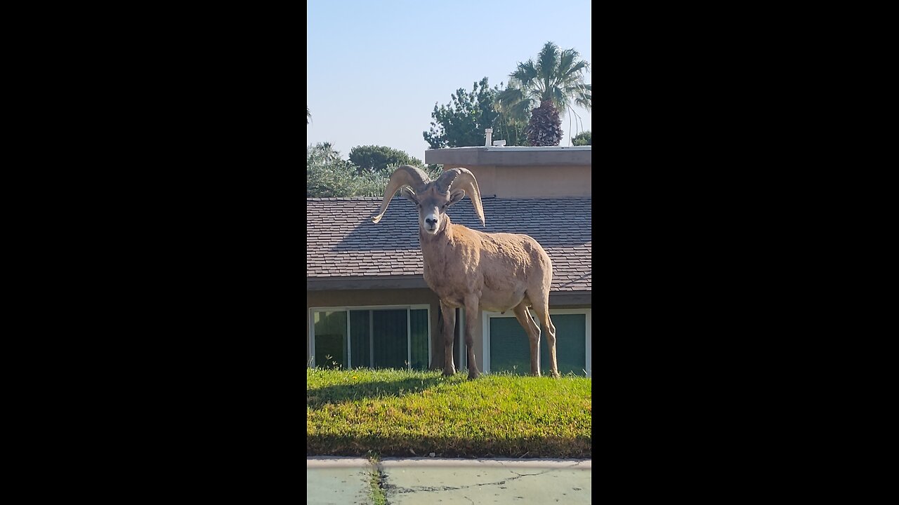 Desert Bighorn Sheep Never Give Up like @realDonaldTrump