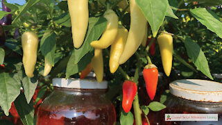 Choosing A New Hot Pepper Variety From A Hybrid Pepper