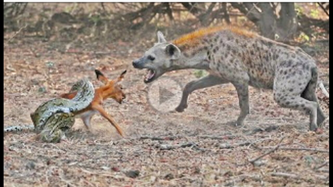 IMPALA BABY TRIES ESCAPING PYTHON & HYENA