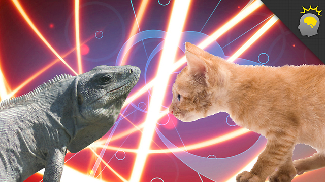 Stuff to Blow Your Mind: Science on the Web: Cold Blood Versus Warm Blood Animals