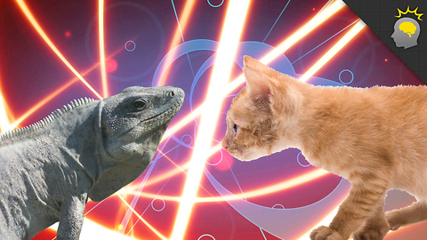 Stuff to Blow Your Mind: Science on the Web: Cold Blood Versus Warm Blood Animals