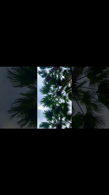 ⬆️🔊 birds chirping in the morning 🐣🕊️🥰