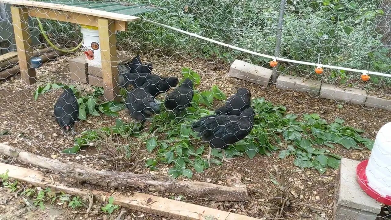 30 seconds of chickens part 23, chickens vs berry tree branch