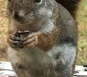 Woman feeds and talks with friendly wild squirrel