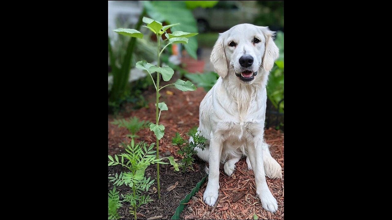 Petting English Retrievers is a FULL-TIME JOB!