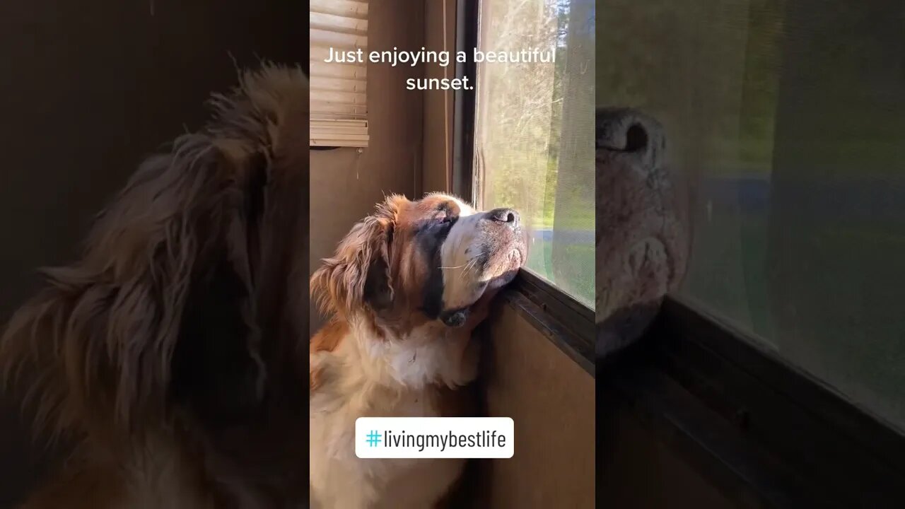 All The Boys Love The Huge Window #dog #doglover #relaxing