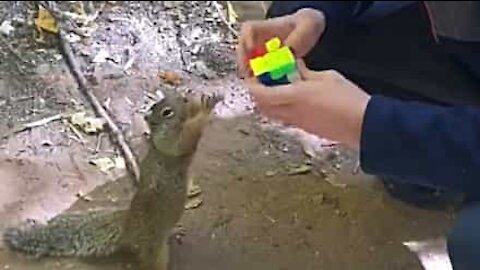 Squirrel tries to steal boy's Rubik's cube!