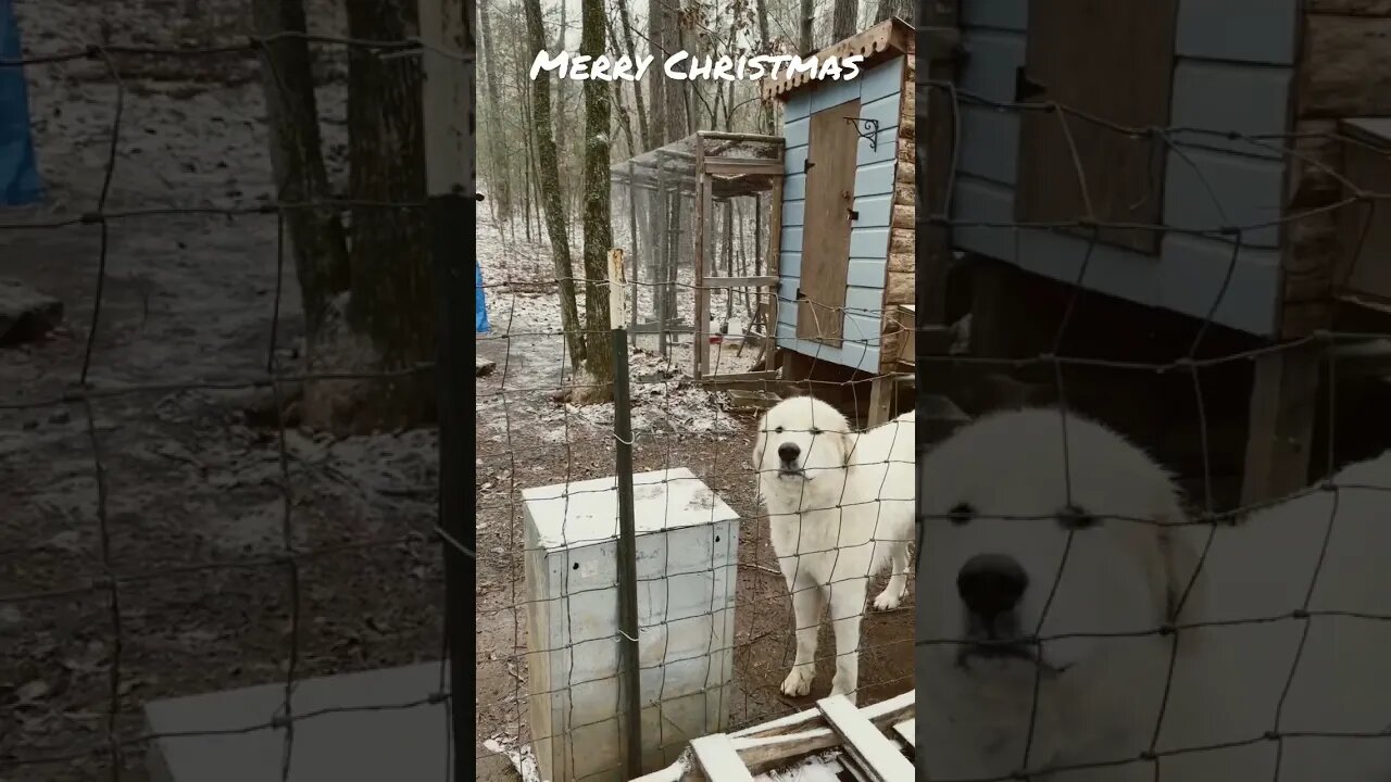 All Snuggled in for a Cold Christmas Week / Tiny House Christmas Homestead Weather / Arkansas SNOW