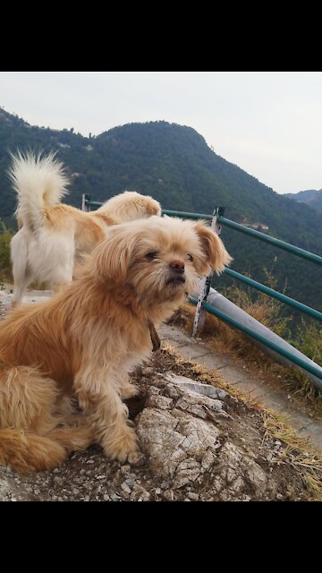 Two small puppies top off the hill😱