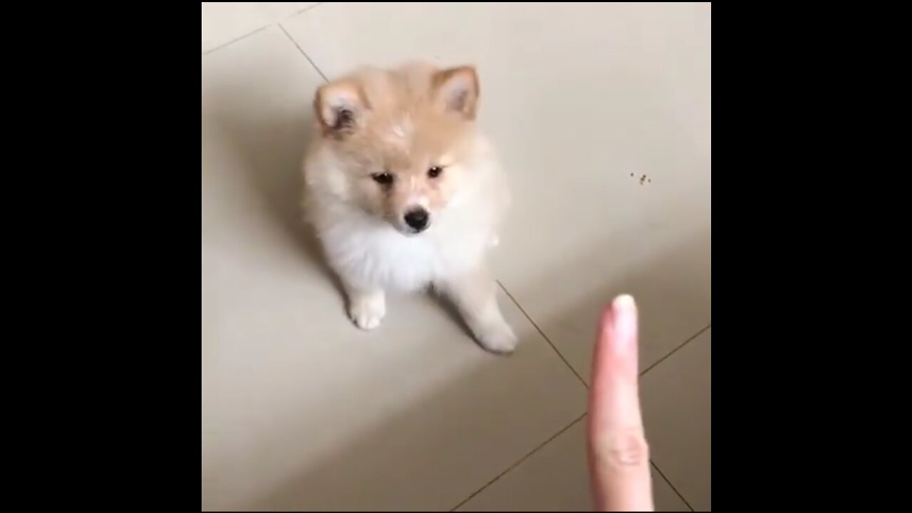 Clever dog gets a snack reward