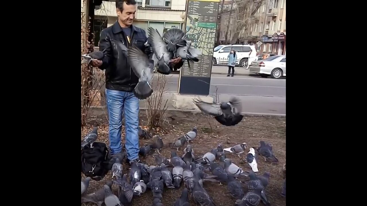 A crowd of pigeons loves to eat