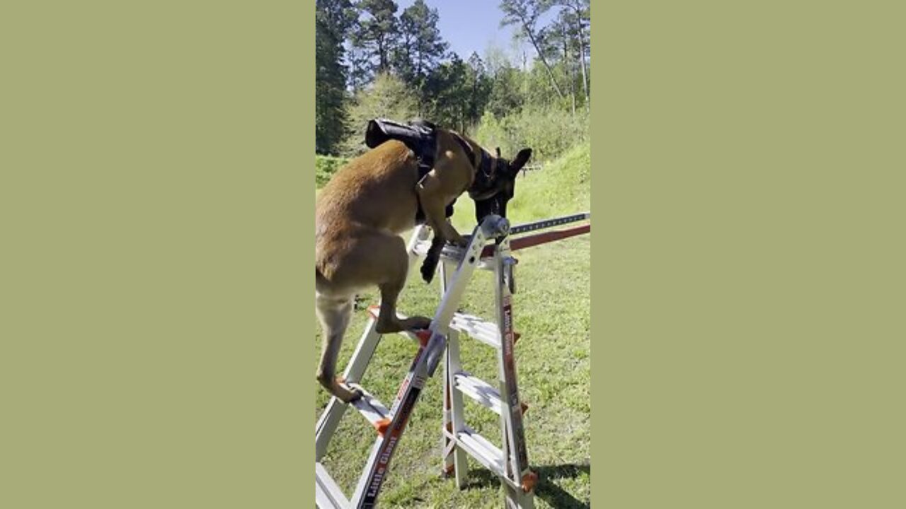 Guard Dog Shows Off Parkour Skills😎