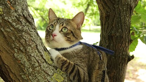 Evil Birds Tease the Poor Cat in the Tree